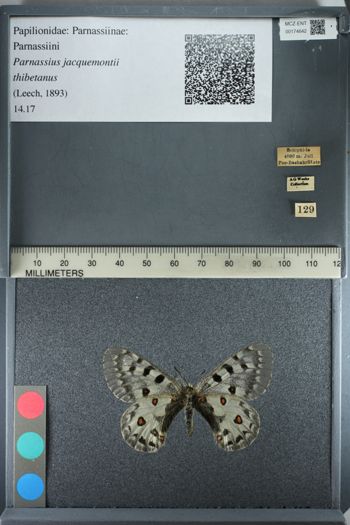 Media type: image;   Entomology 174642